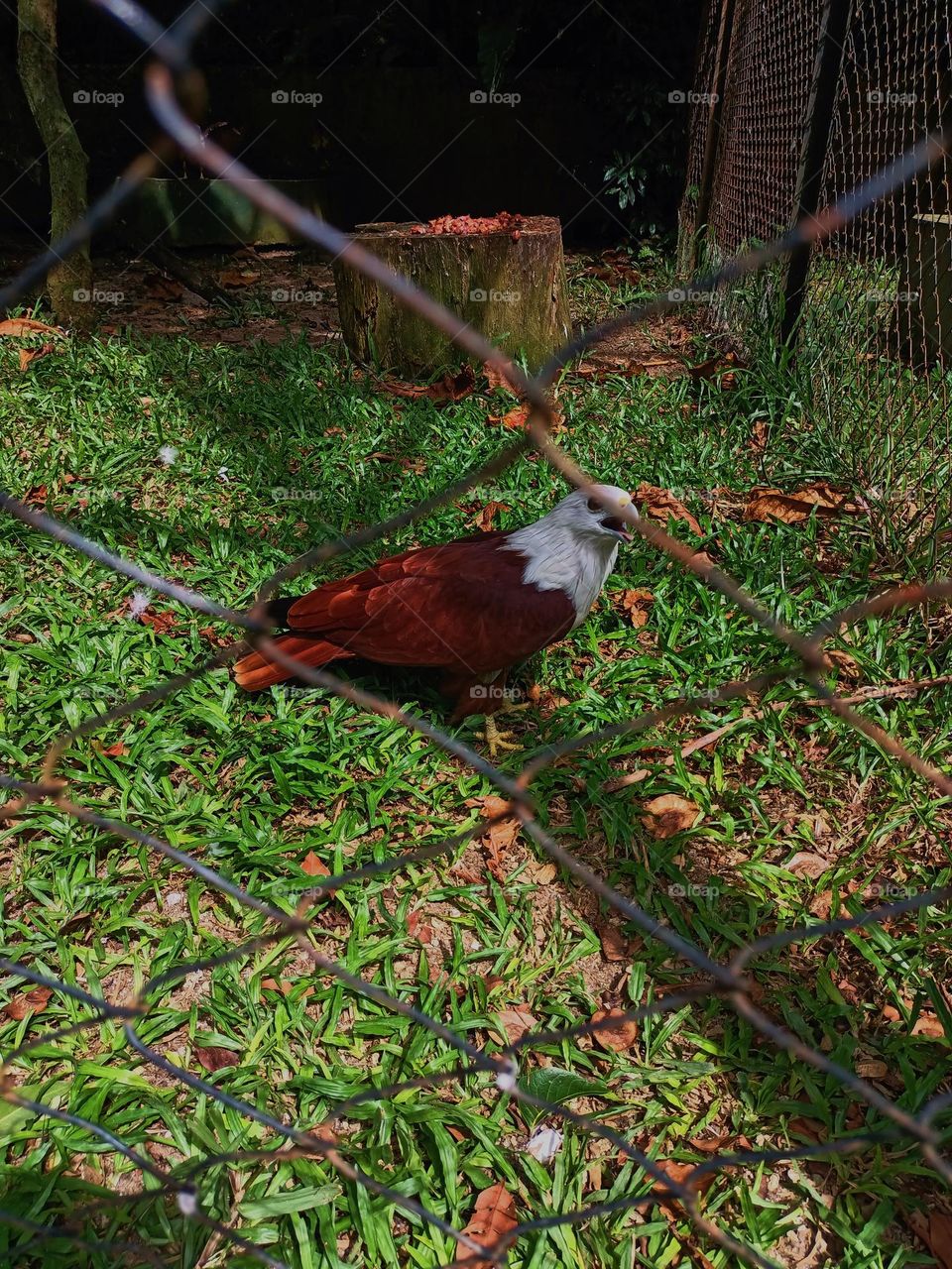 The gaze of the bondol eagle or Brahminy Kite with its scientific name Haliastur Indus is a species of bird of prey from the Accipitridae family and is a medium-sized eagle species.
