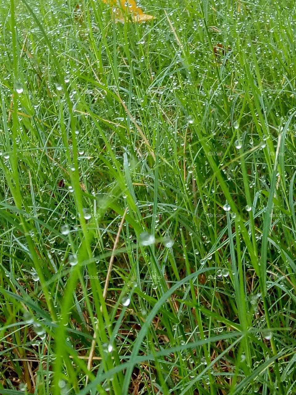 The rain fell on grass.