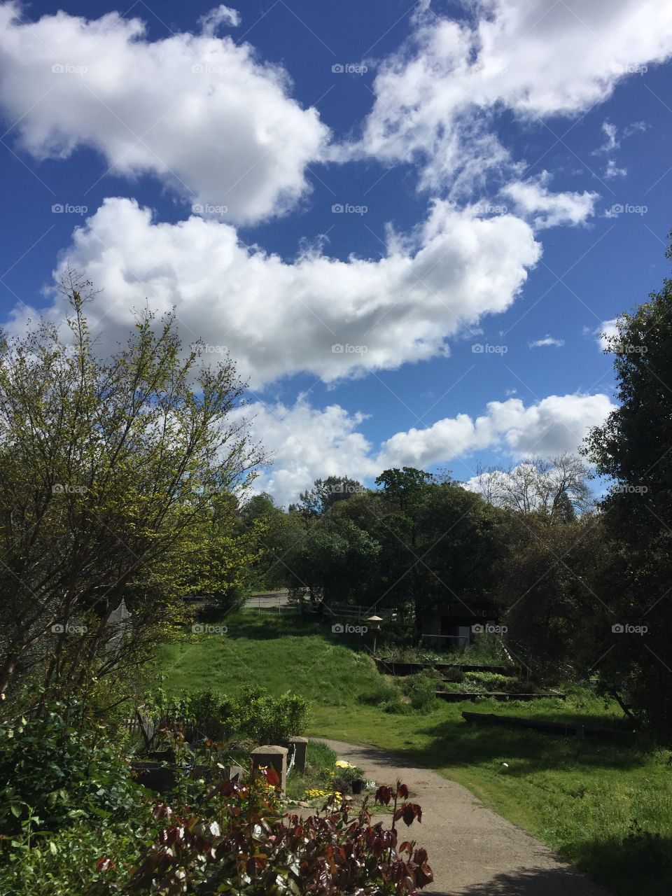 No Person, Landscape, Tree, Outdoors, Grass