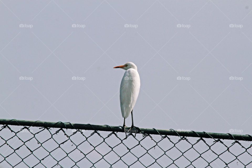 Bird watching helps to reduce stress.