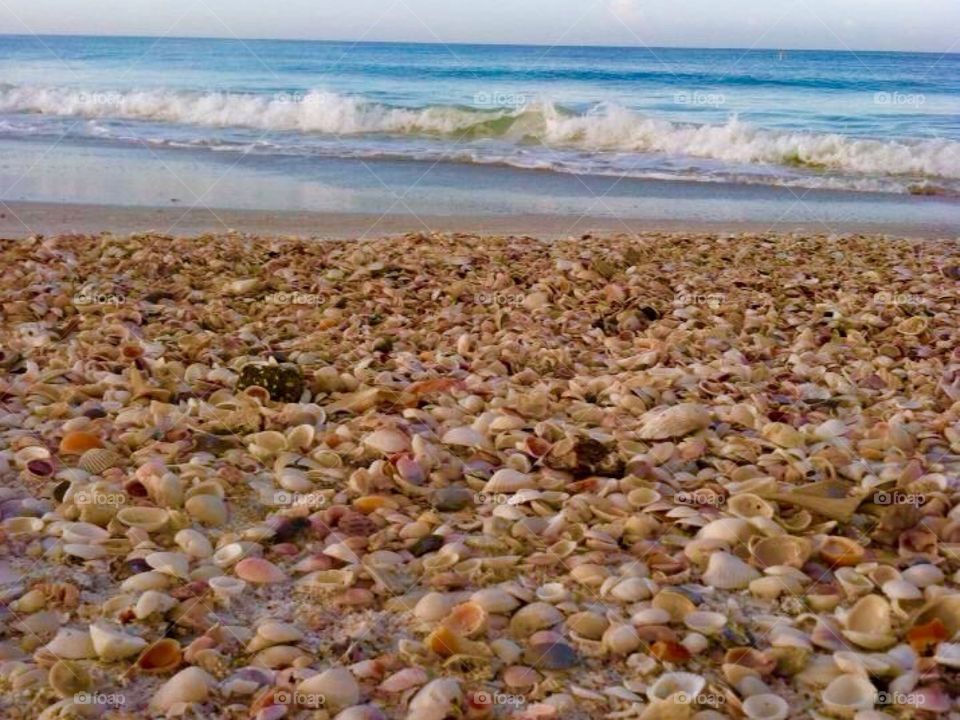Seashells at the shore