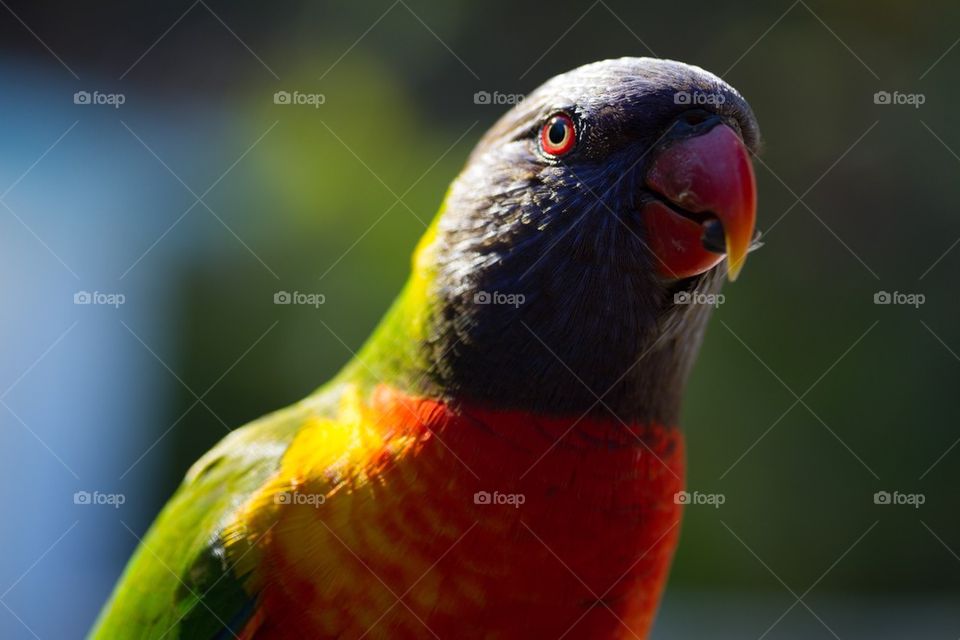 Close-up of parakeet parrot