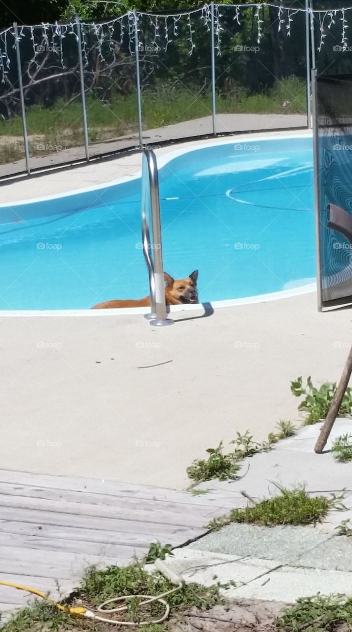 sheba loves the pool