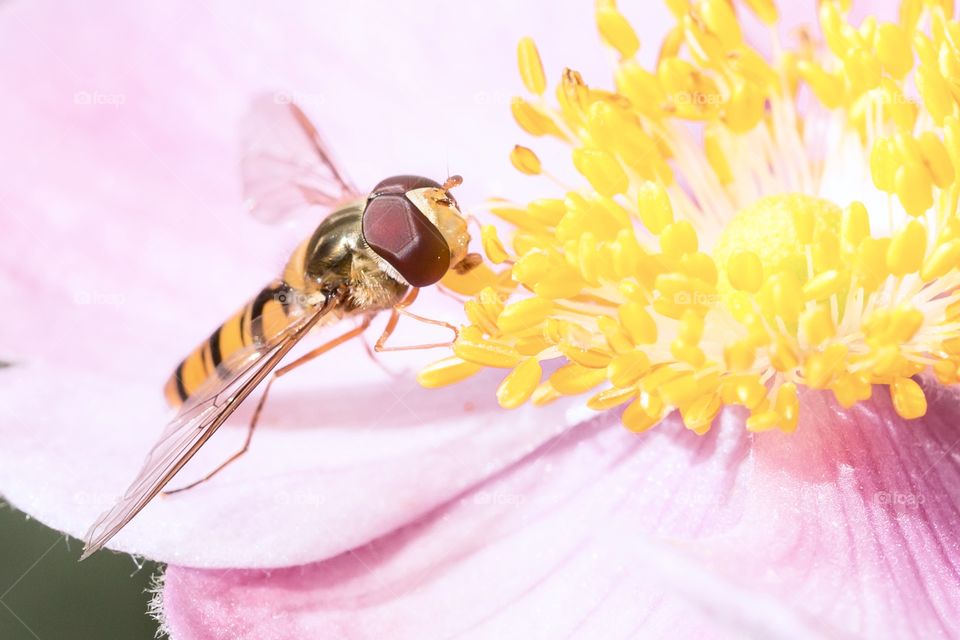 Close-up on bee collecting pollen from pink yellow flower 