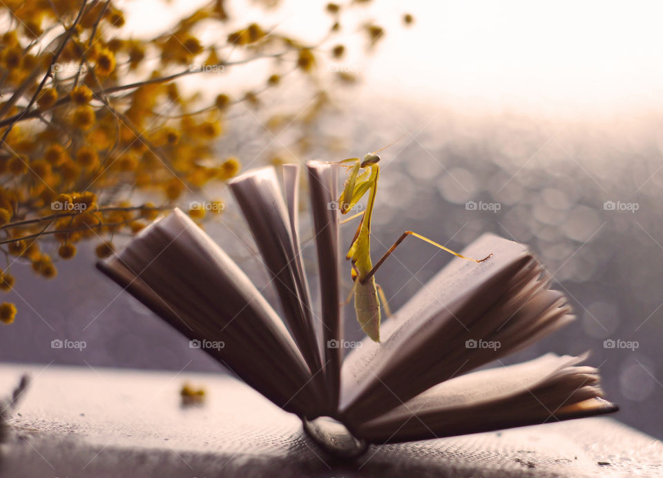 spring morning reading will lovely pet mantis