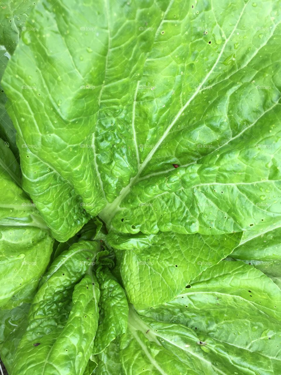 Lettuce Green