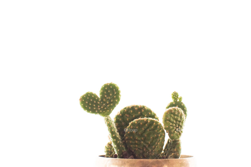 Heart shaped of cactus 