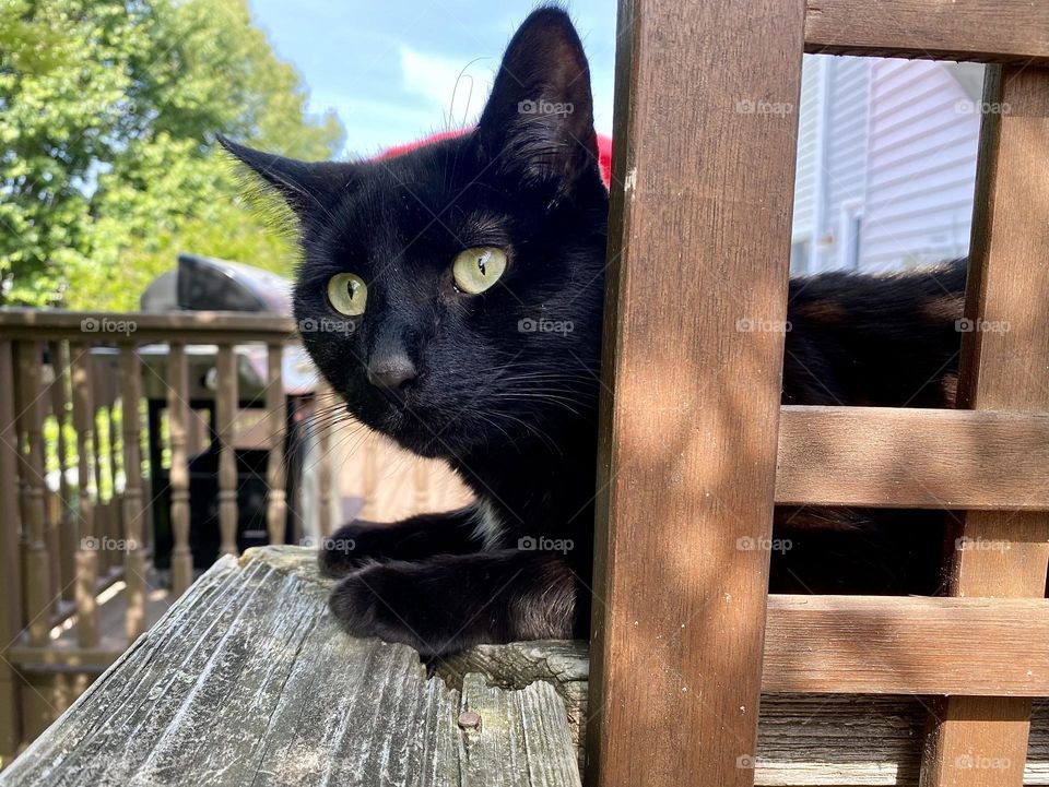 A black cat sitting on the railing of a deck