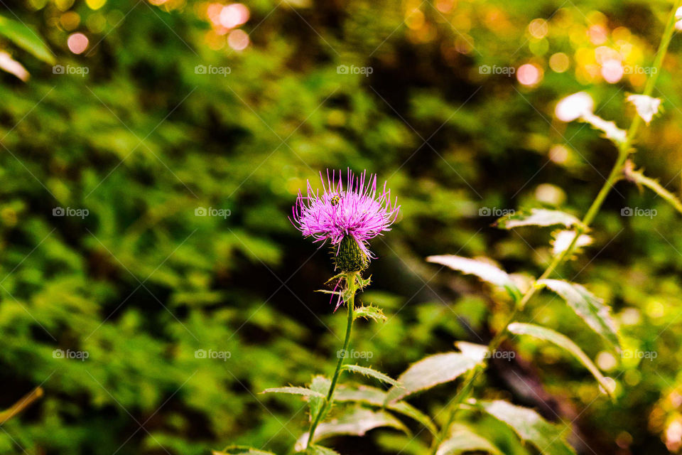 purple flower