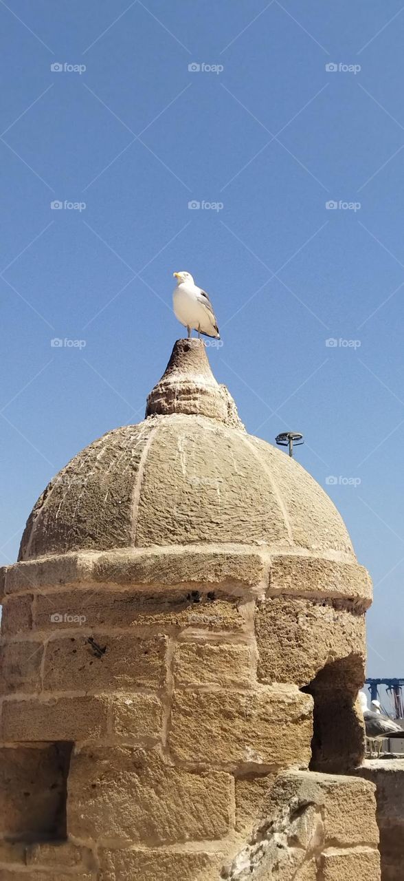 Beautiful seagull on minaret