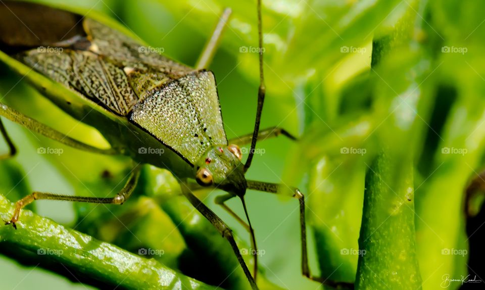 Leaf footed Bug (Coreidae)_Salem, India