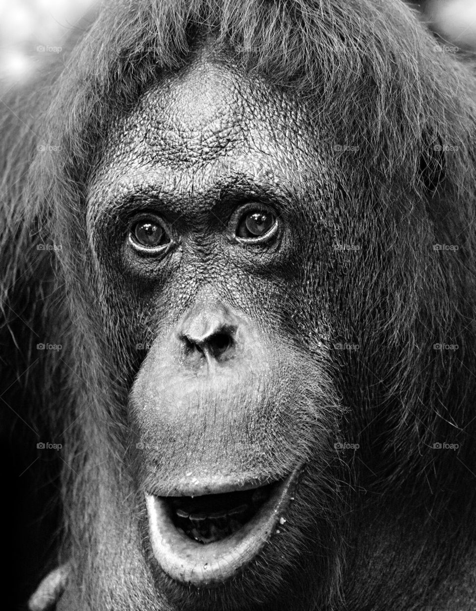 Orangutan (b