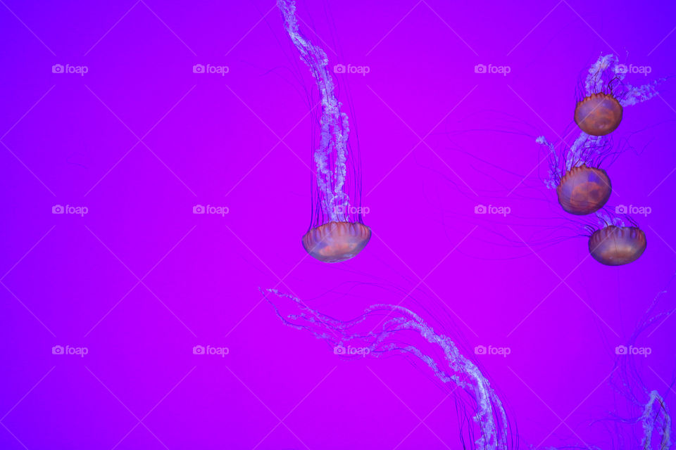 Jelly Jelly. Jellyfish from the Ripley's Aquarium in Toronto