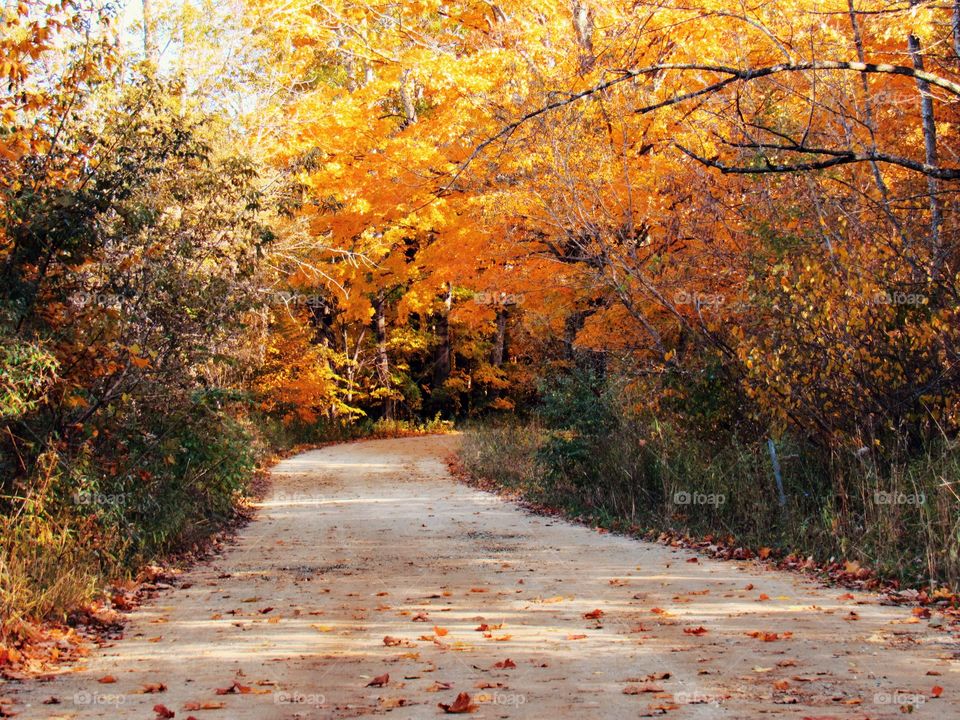 Backroad with fall trees 
