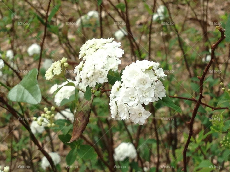 White flowers