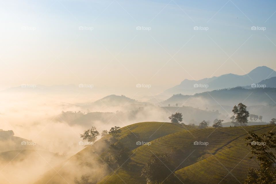 Foggy sun rise in tea hills