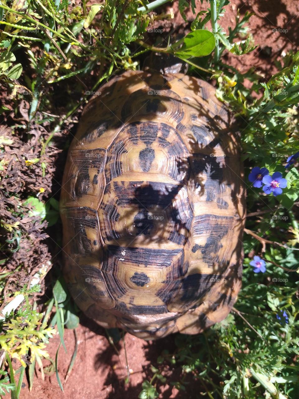 tortue hidden in the field