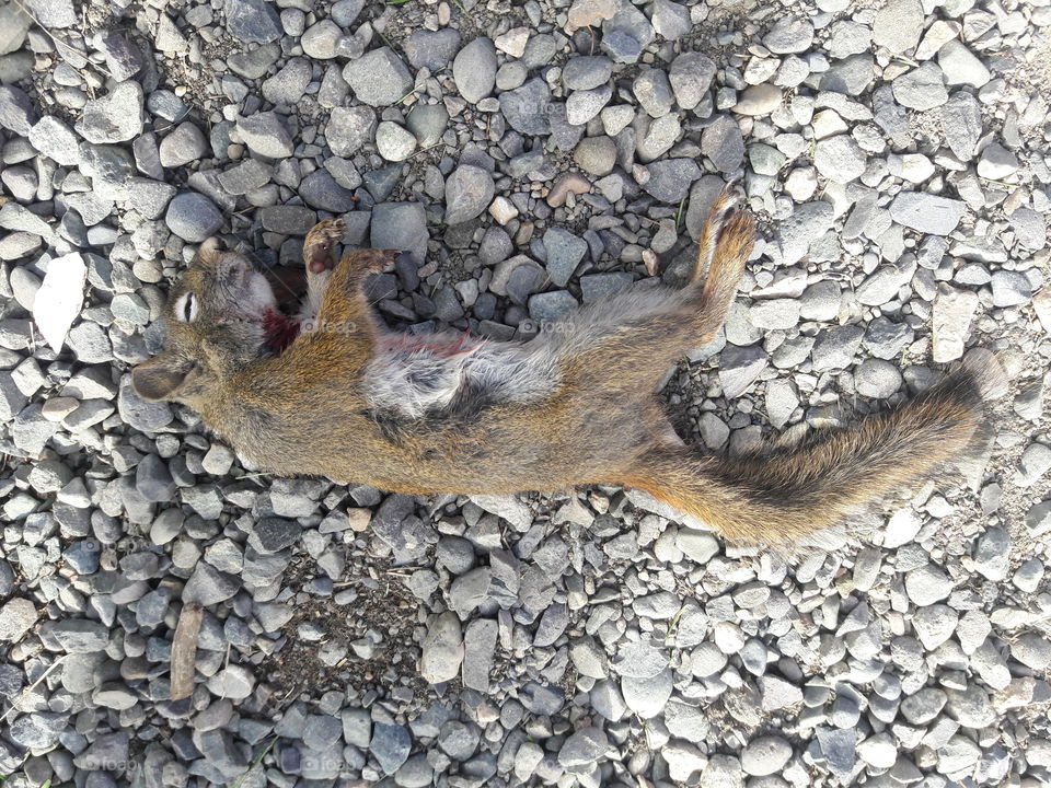 Dead squirrel