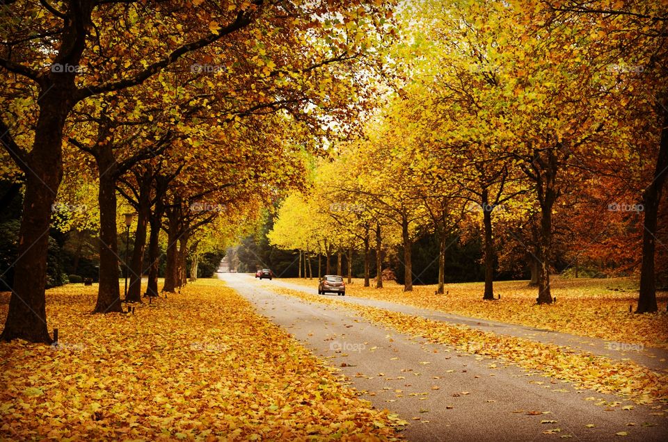 Cars moving through forest in autumn