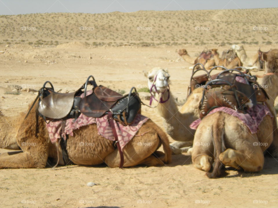 Close-up of camels sitting on sandy landscape