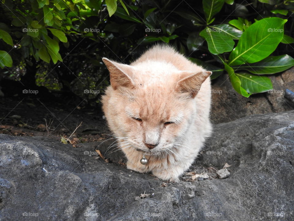 fluffy cats