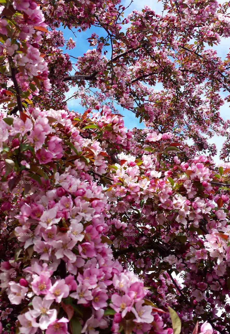 Springtime. Flowering Tree