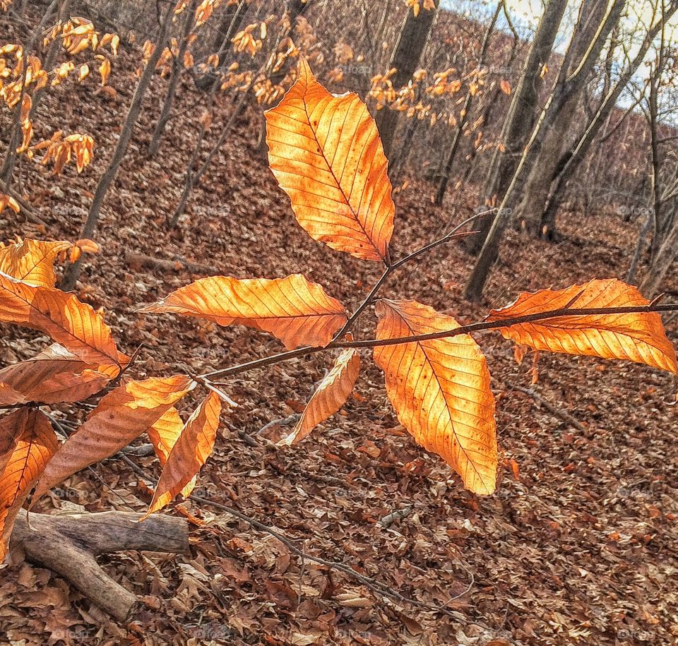 Indian River, Milford CT