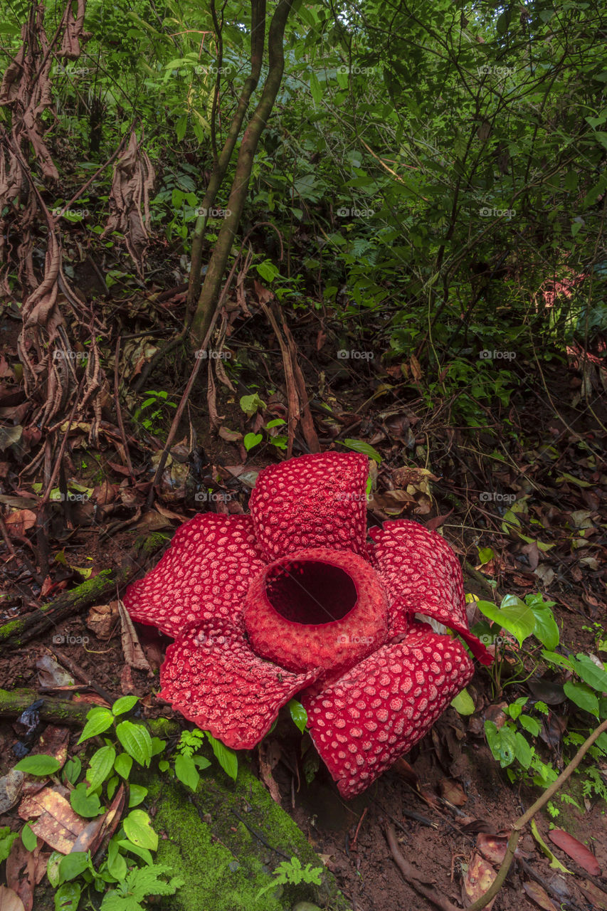 beauty raflesia arnoldi in the forest