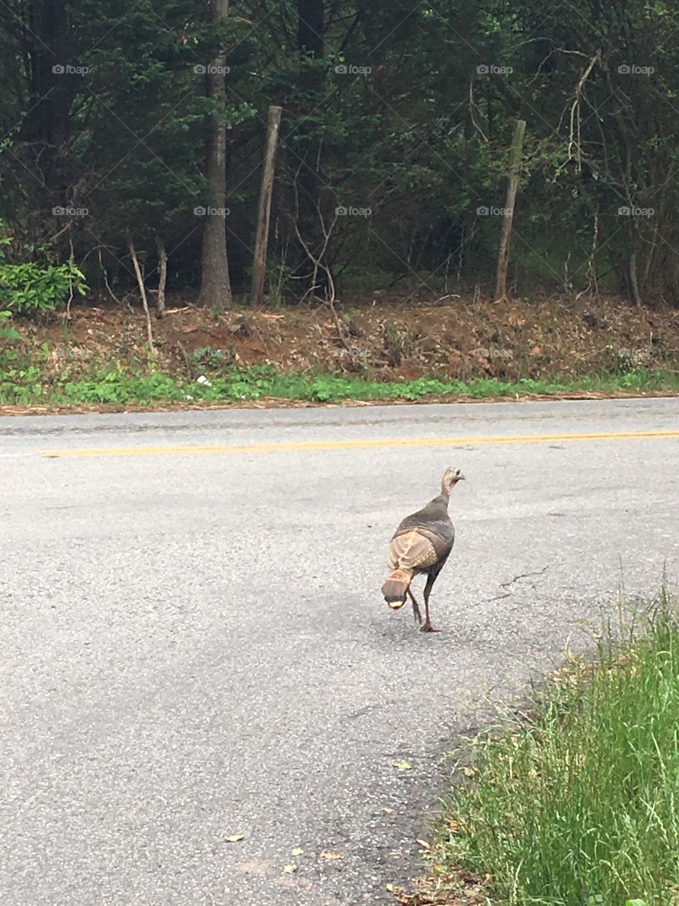 Why did the turkey make a right turn? 