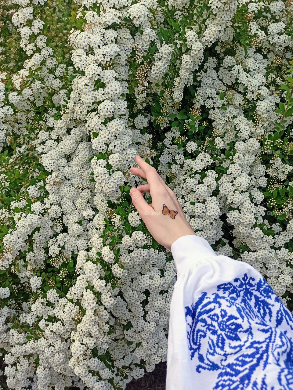 Battle: Summer vs. Spring