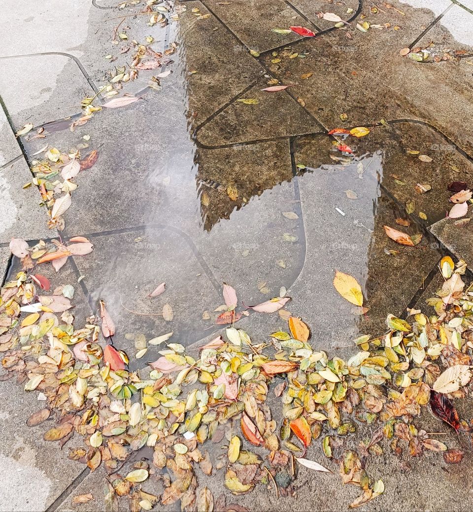 Reflection of a building in a puddle filled with autumn leaves