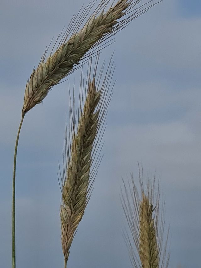 Grain for our bread