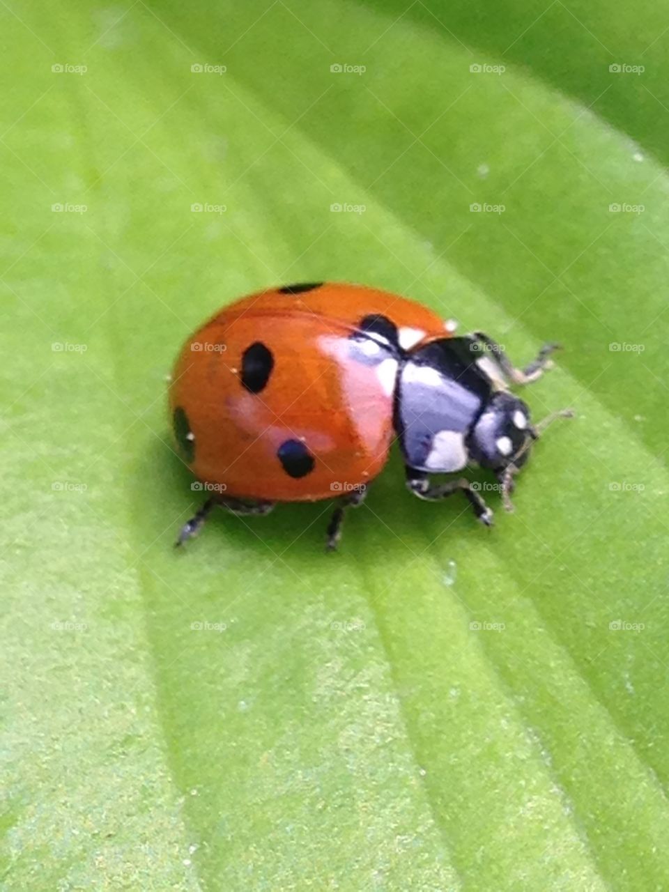 ladybug