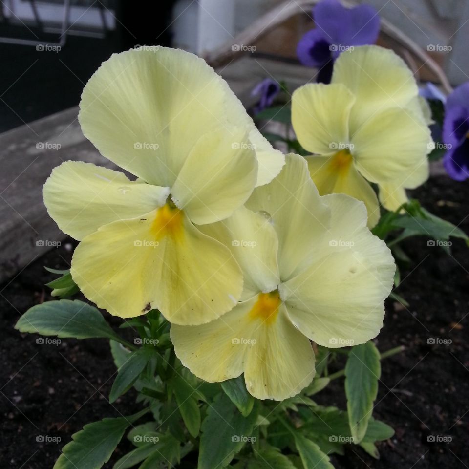 Pansy in Pale Yellow