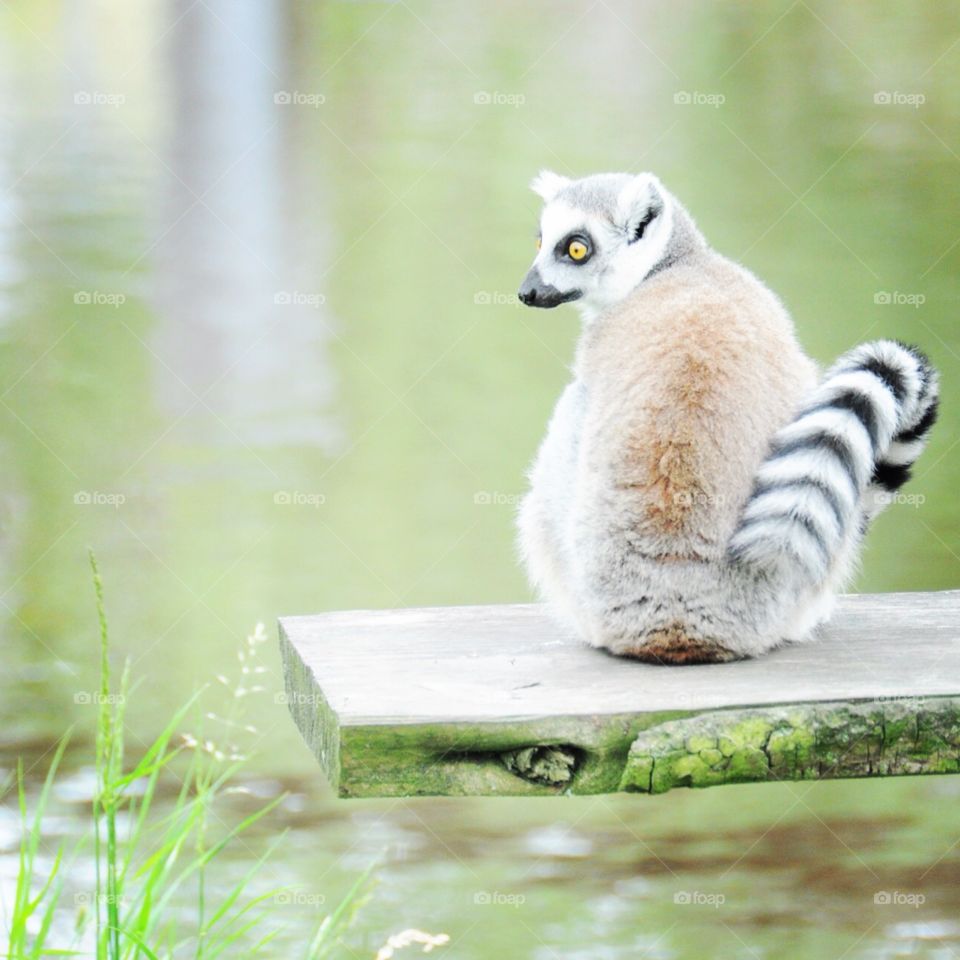 Lemur enjoys life 😊