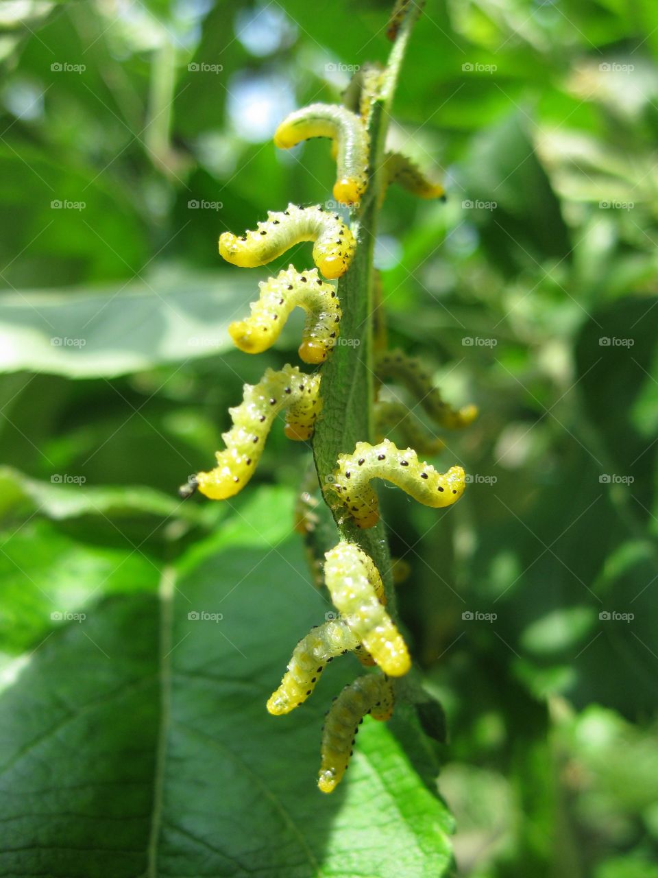 Caterpillar on green plant