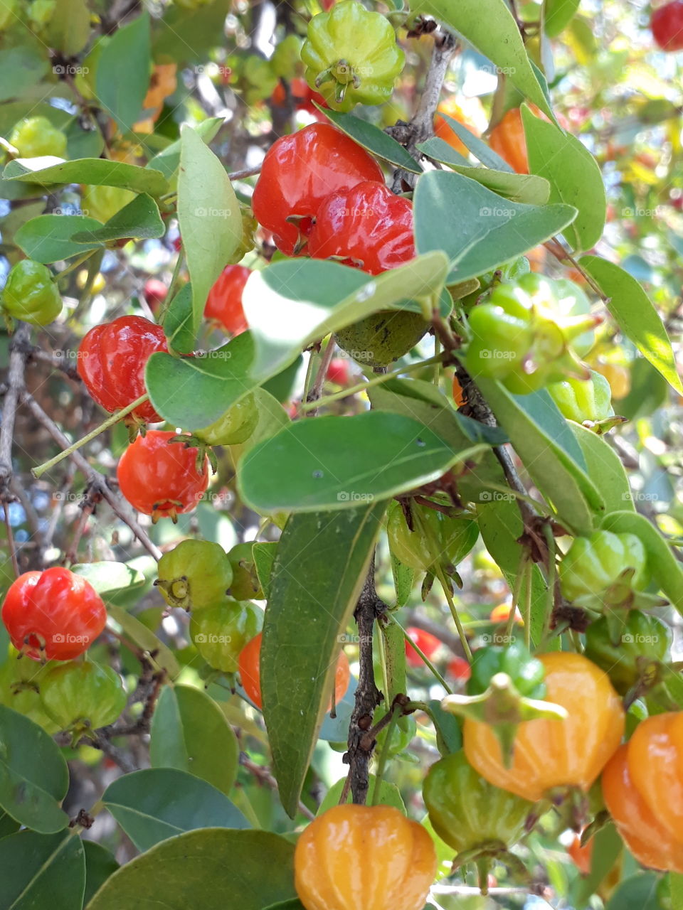 eugenia uniflora pitanga