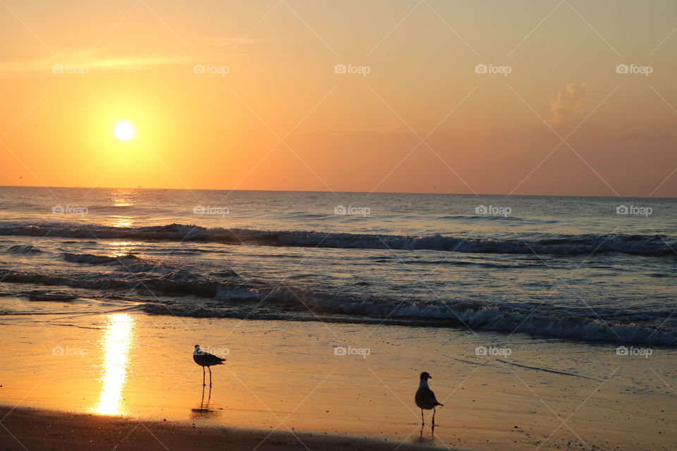 Birds chilling on the beach