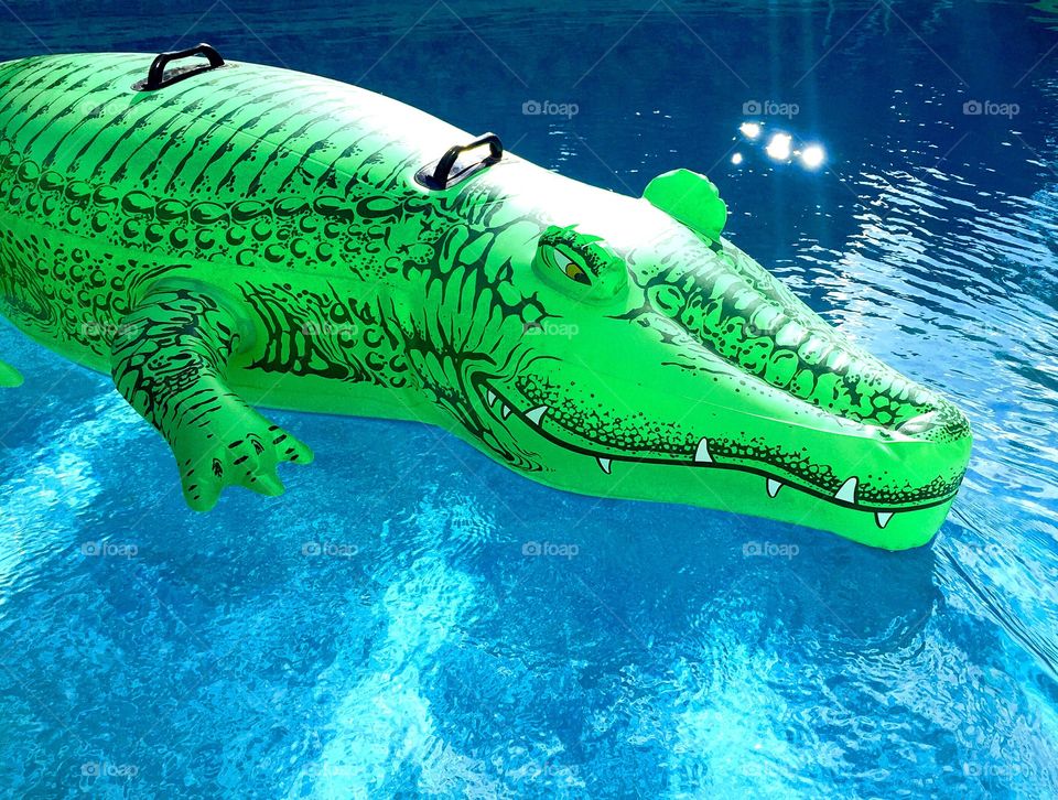 Green inflatable alligator floating on blue waters of a pool on a sunny day. 