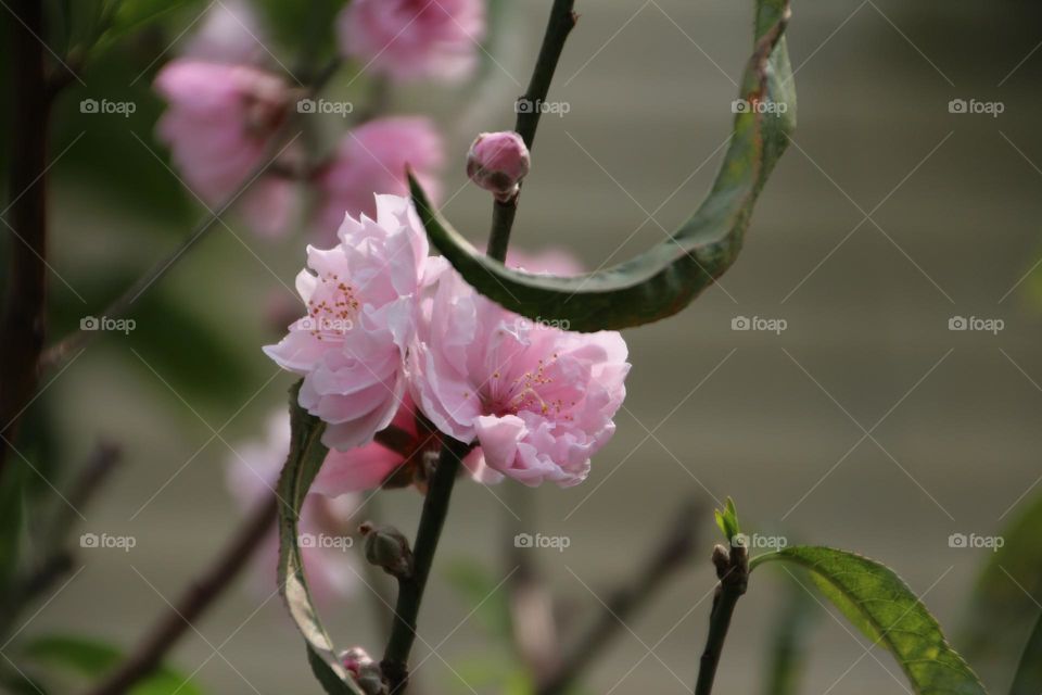 Double cherry blossoms with pink flowers