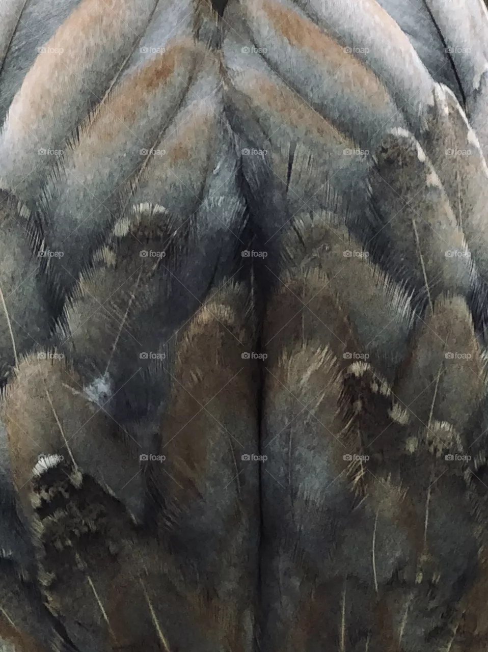 Feathers 