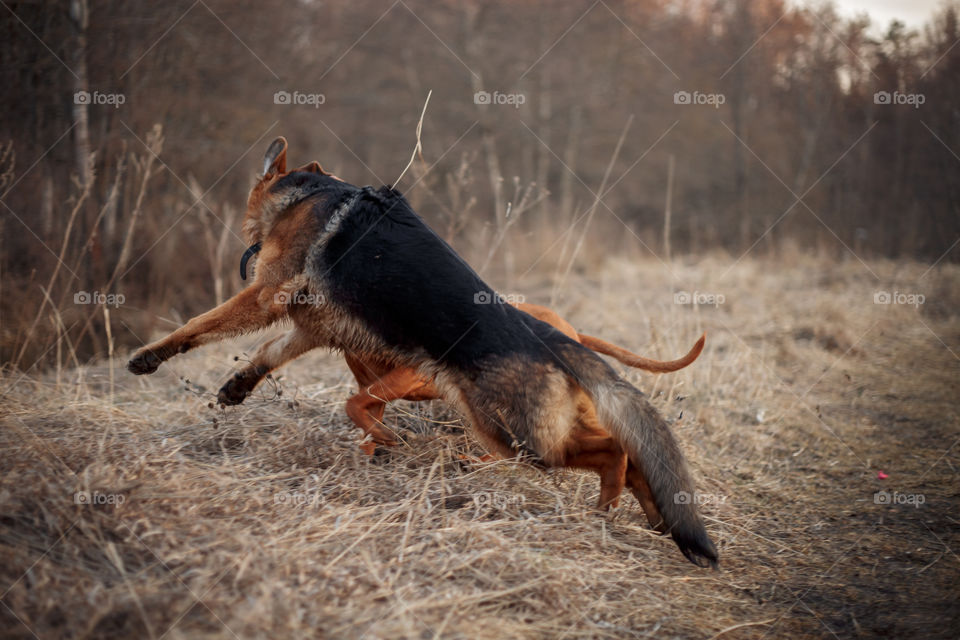 German shepherd young male dog playing with Hungarian vizsla dog outdoor at a spring evening