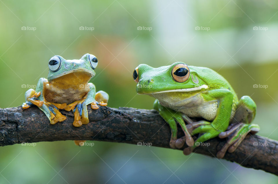 2 frogs on the wood