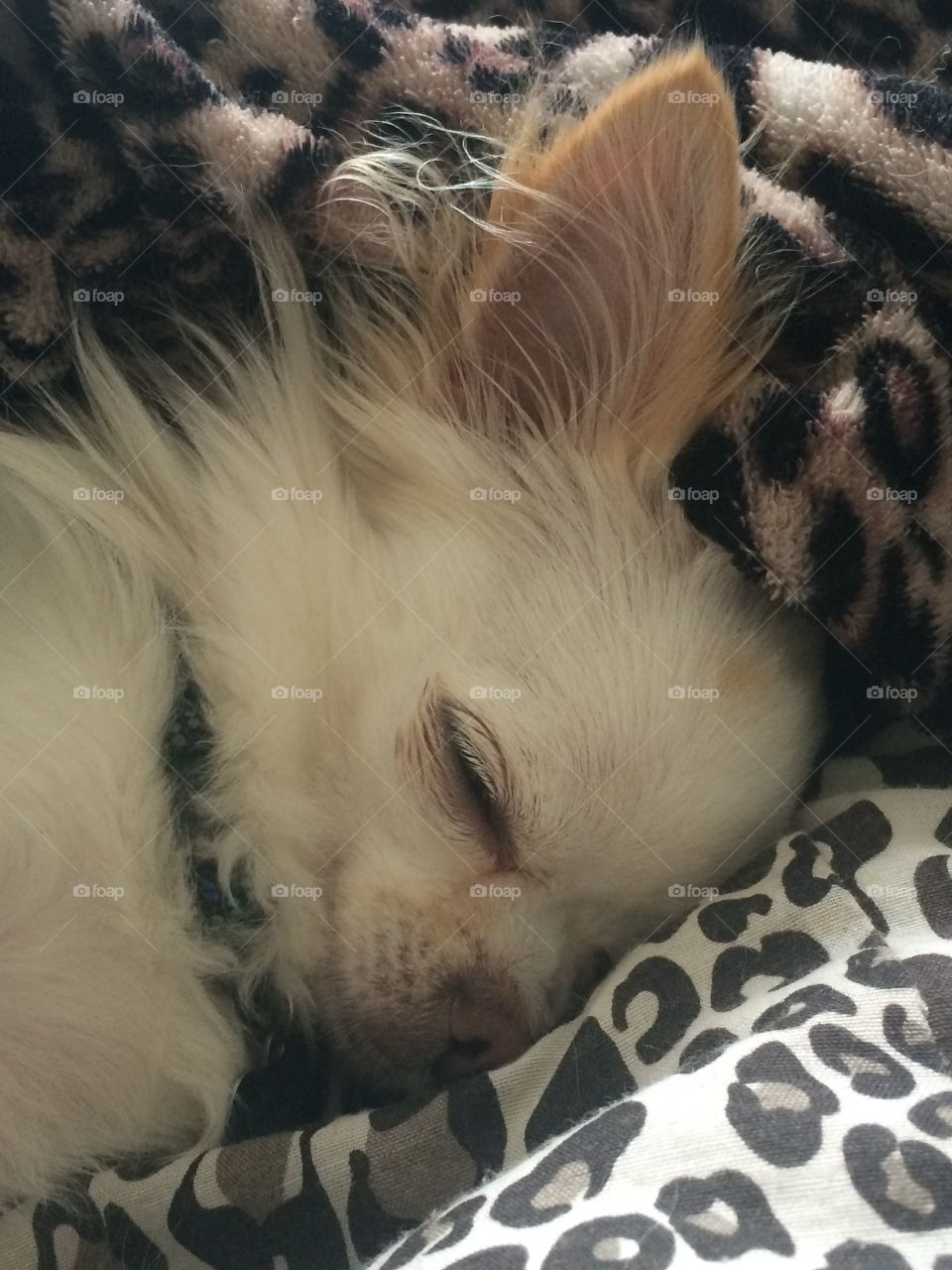 Cute Sleeping chihuahua 