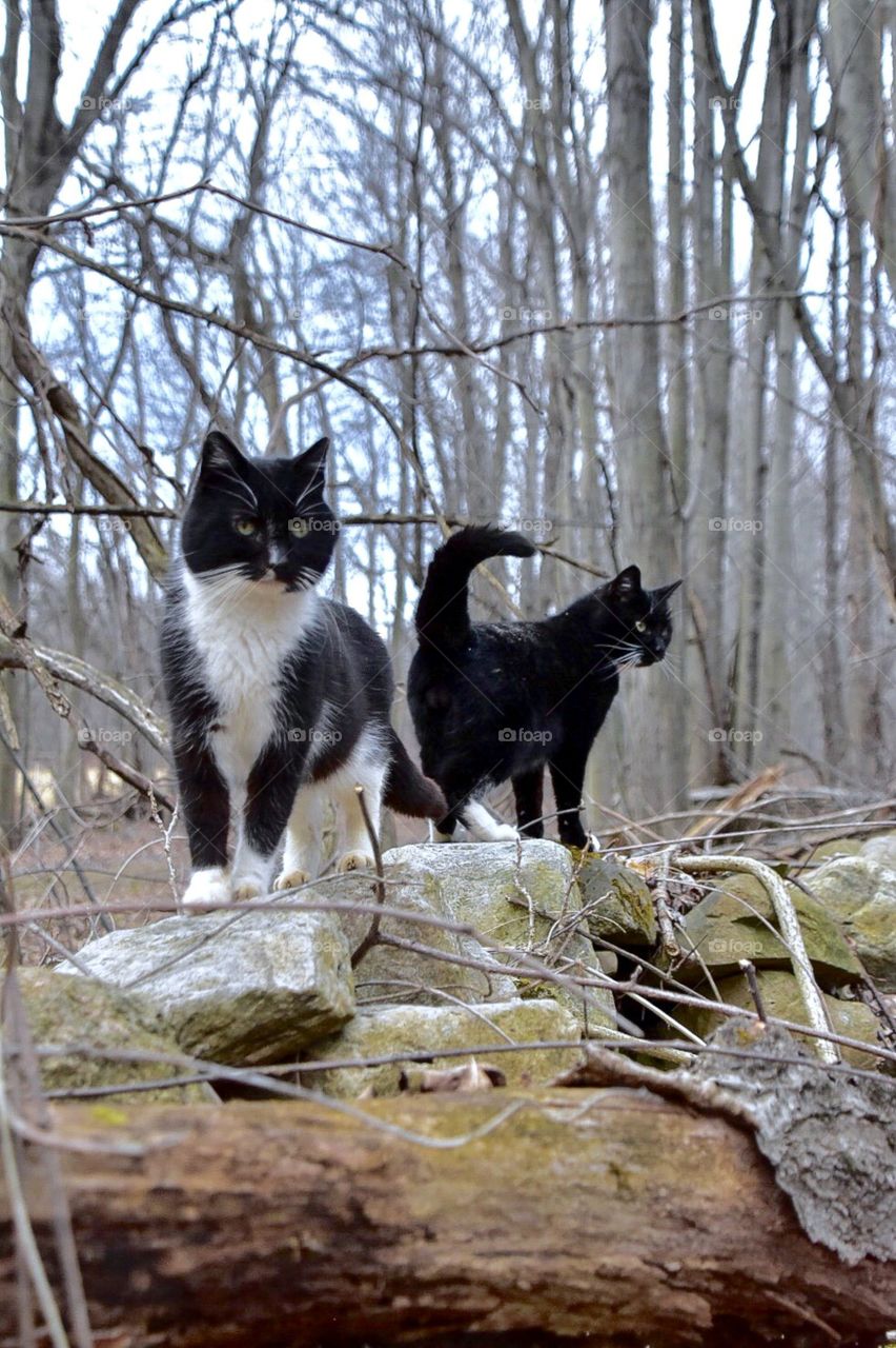 These to curiosity seekers are walking the stone fence that was built in the late 1800’s. 