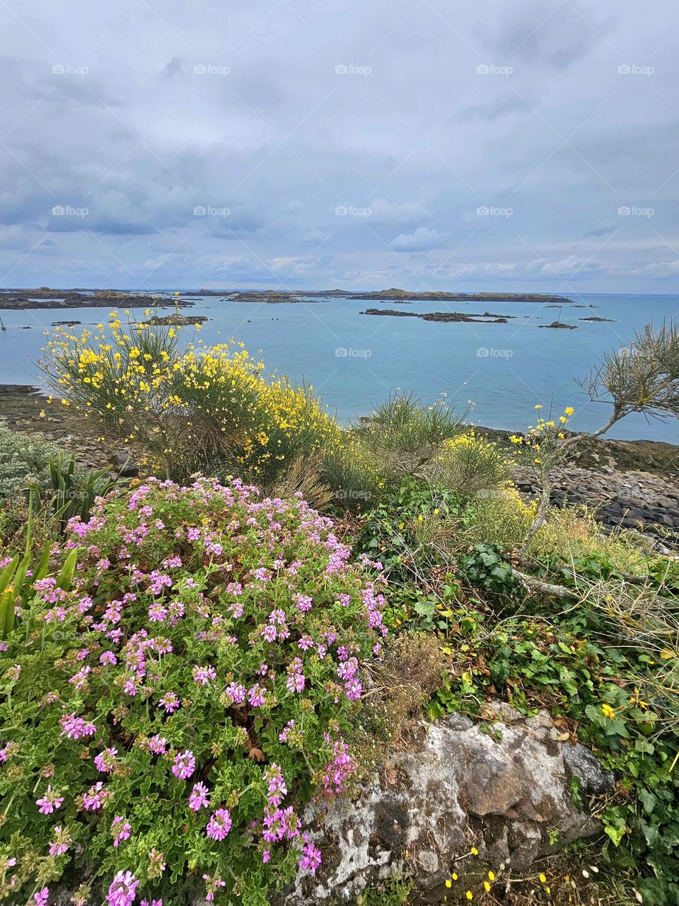 fleurs des Îles Chausey