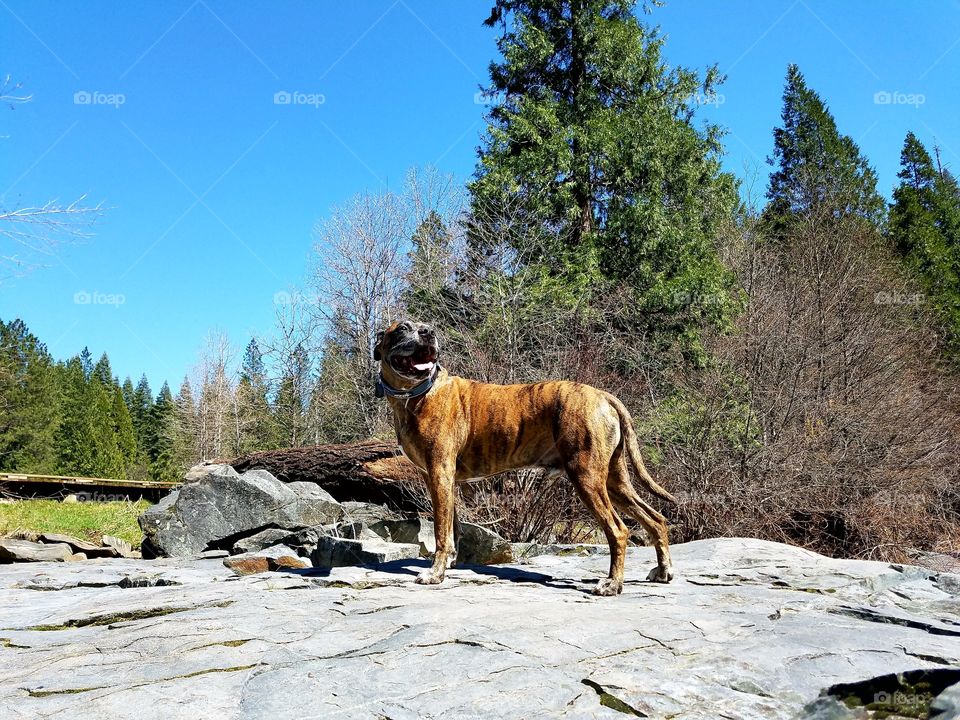 Thor's always a happy hiker!