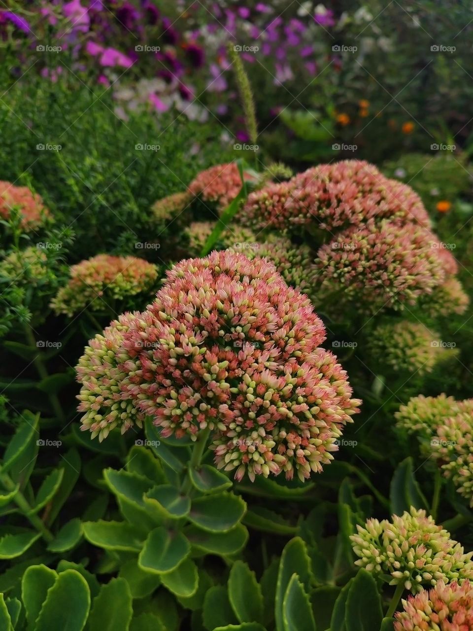 Macro photo of a summer plants