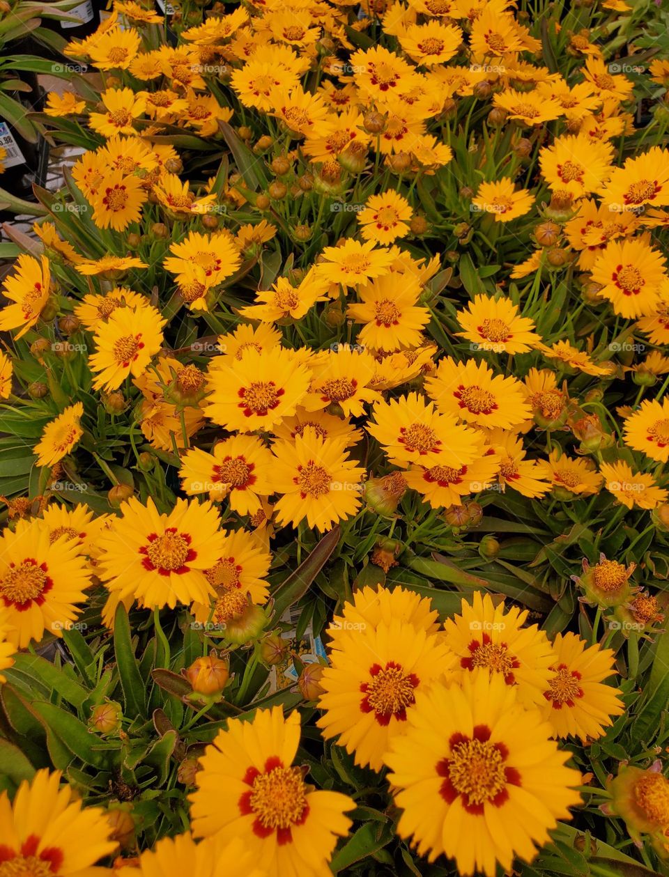 Bright Golden Flowers of Summer