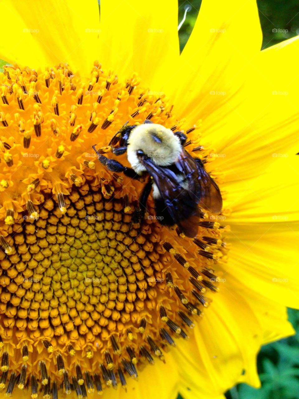 sunflower bee